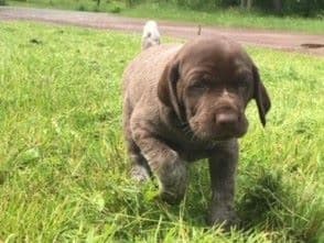 GERMAN SHORTHAIRED POINTER PUPPIES breeder image 6