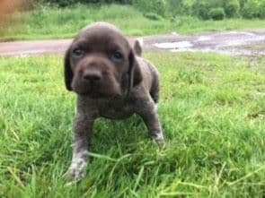 GERMAN SHORTHAIRED POINTER PUPPIES breeder image 7