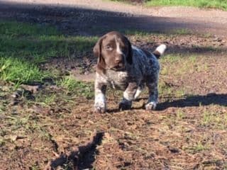 GERMAN SHORTHAIRED POINTER PUPPIES breeder image 9