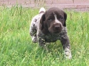 GERMAN SHORTHAIRED POINTER PUPPIES breeder image 10