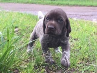 GERMAN SHORTHAIRED POINTER PUPPIES breeder image 11