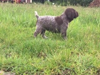 GERMAN SHORTHAIRED POINTER PUPPIES breeder image 12