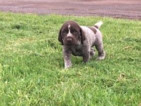 GERMAN SHORTHAIRED POINTER PUPPIES breeder image 13