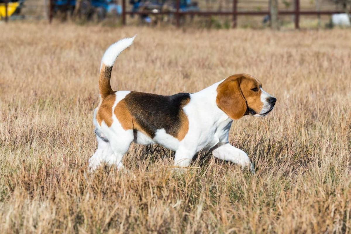 GCh. Cricket and GCh. Oakley Summer 2026 Litter breeder image 2