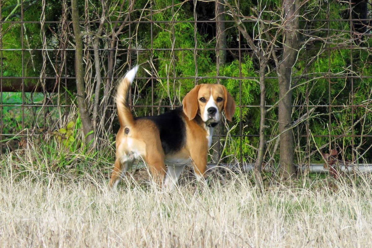 GCh. Cricket and GCh. Oakley Summer 2026 Litter breeder image 11