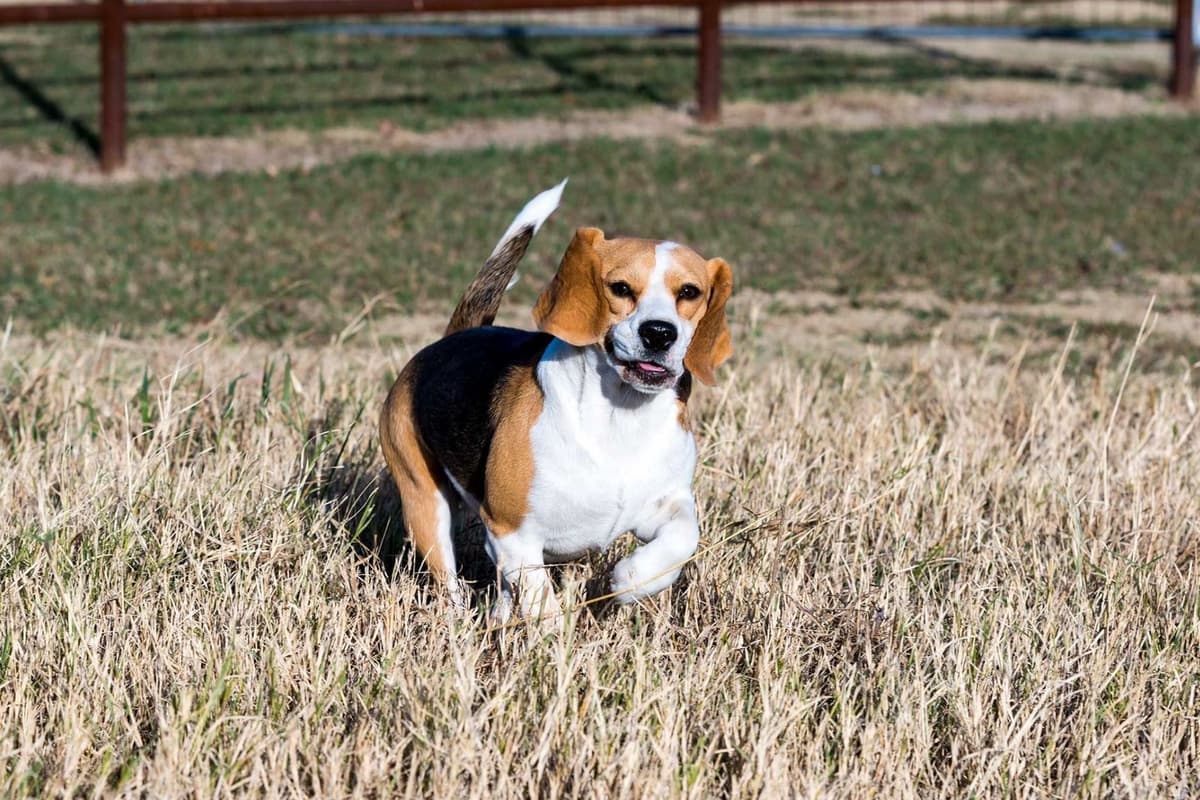 GCh. Cricket and GCh. Oakley Summer 2026 Litter breeder image 7