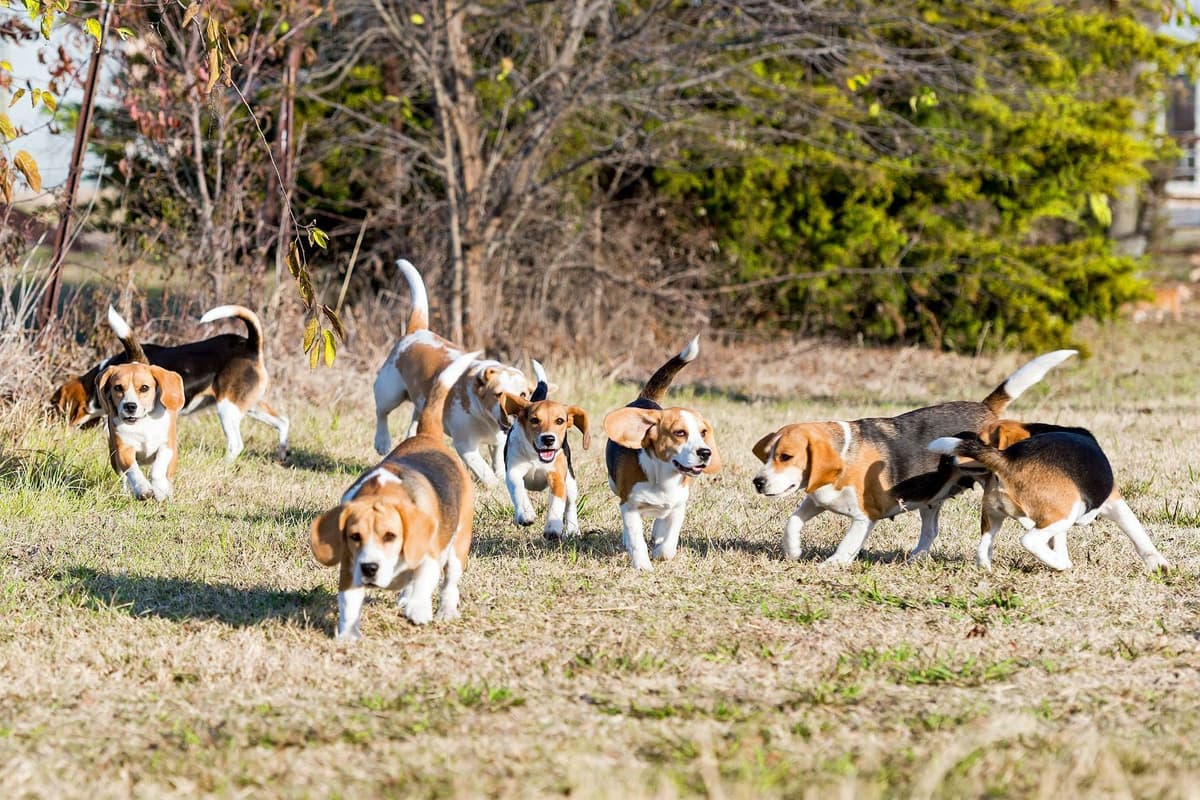 GCh. Cricket and GCh. Oakley Summer 2026 Litter breeder image 6