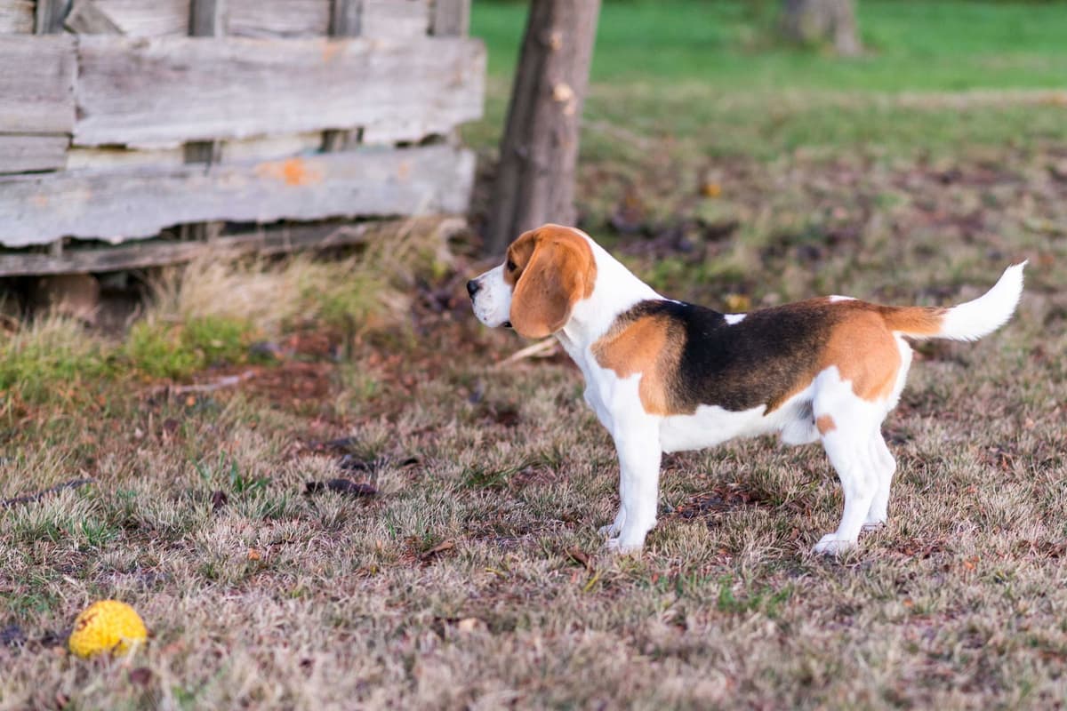 GCh. Cricket and GCh. Oakley Summer 2026 Litter breeder image 5