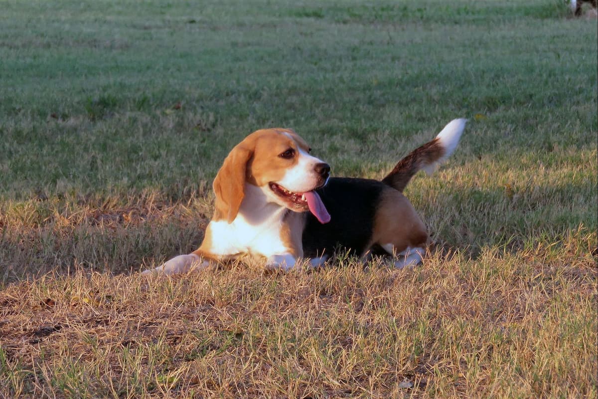 GCh. Cricket and GCh. Oakley Summer 2026 Litter breeder image 9