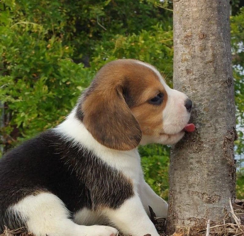 GCh. Cricket and GCh. Oakley Summer 2026 Litter breeder image 14