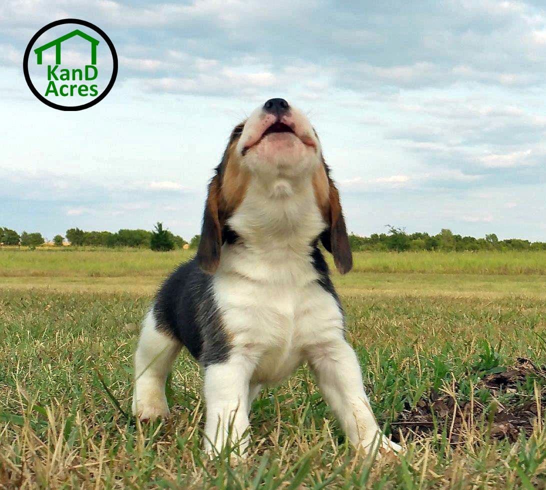 GCh. Cricket and GCh. Oakley Summer 2026 Litter breeder image 17