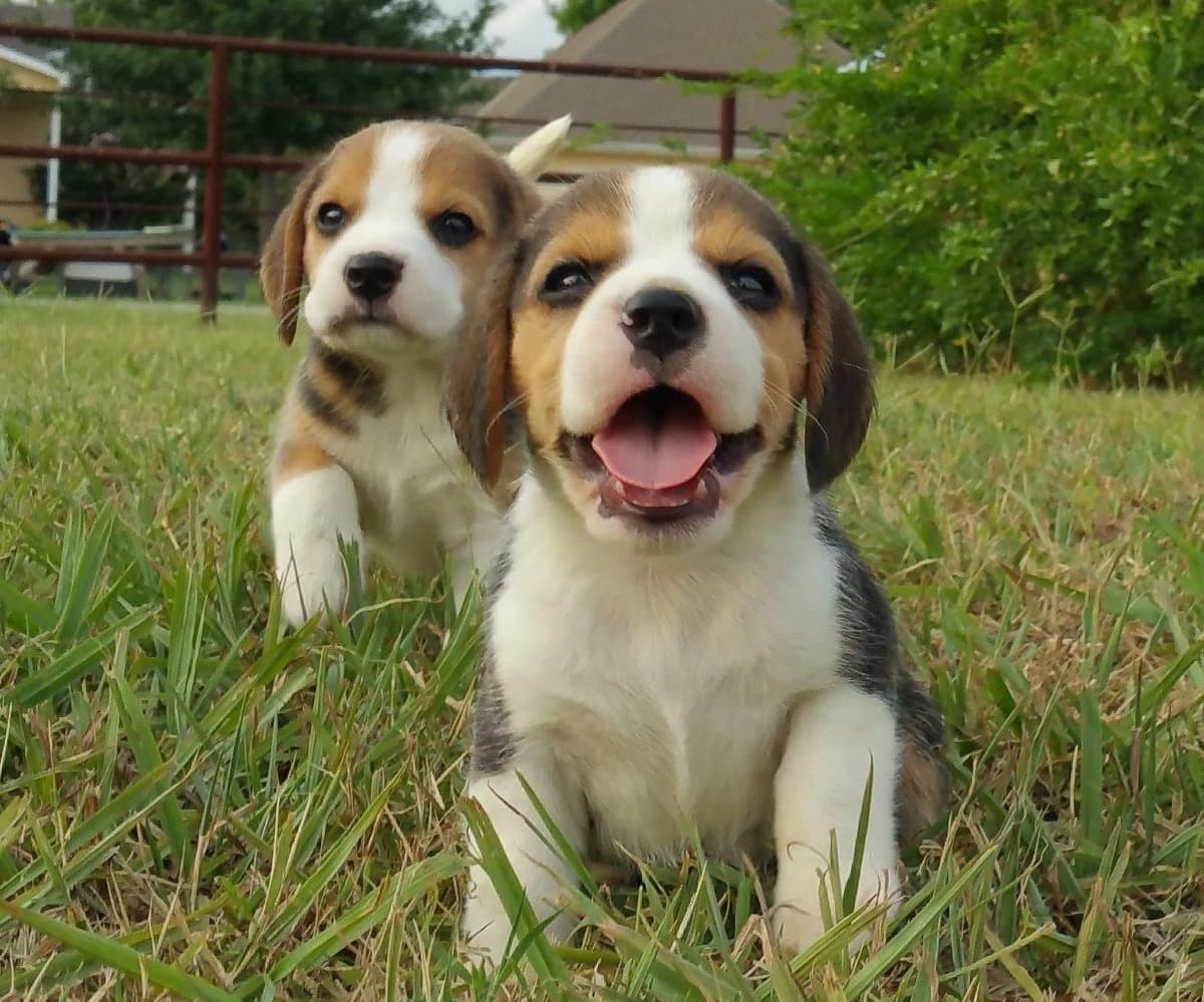 GCh. Cricket and GCh. Oakley Summer 2026 Litter breeder image 16