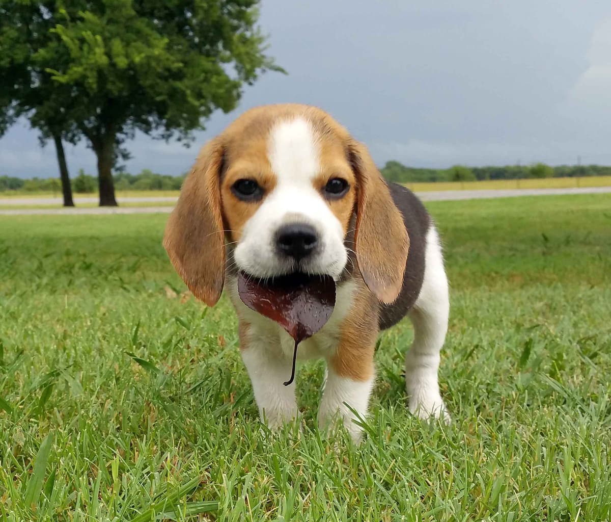 GCh. Cricket and GCh. Oakley Summer 2026 Litter breeder image 18