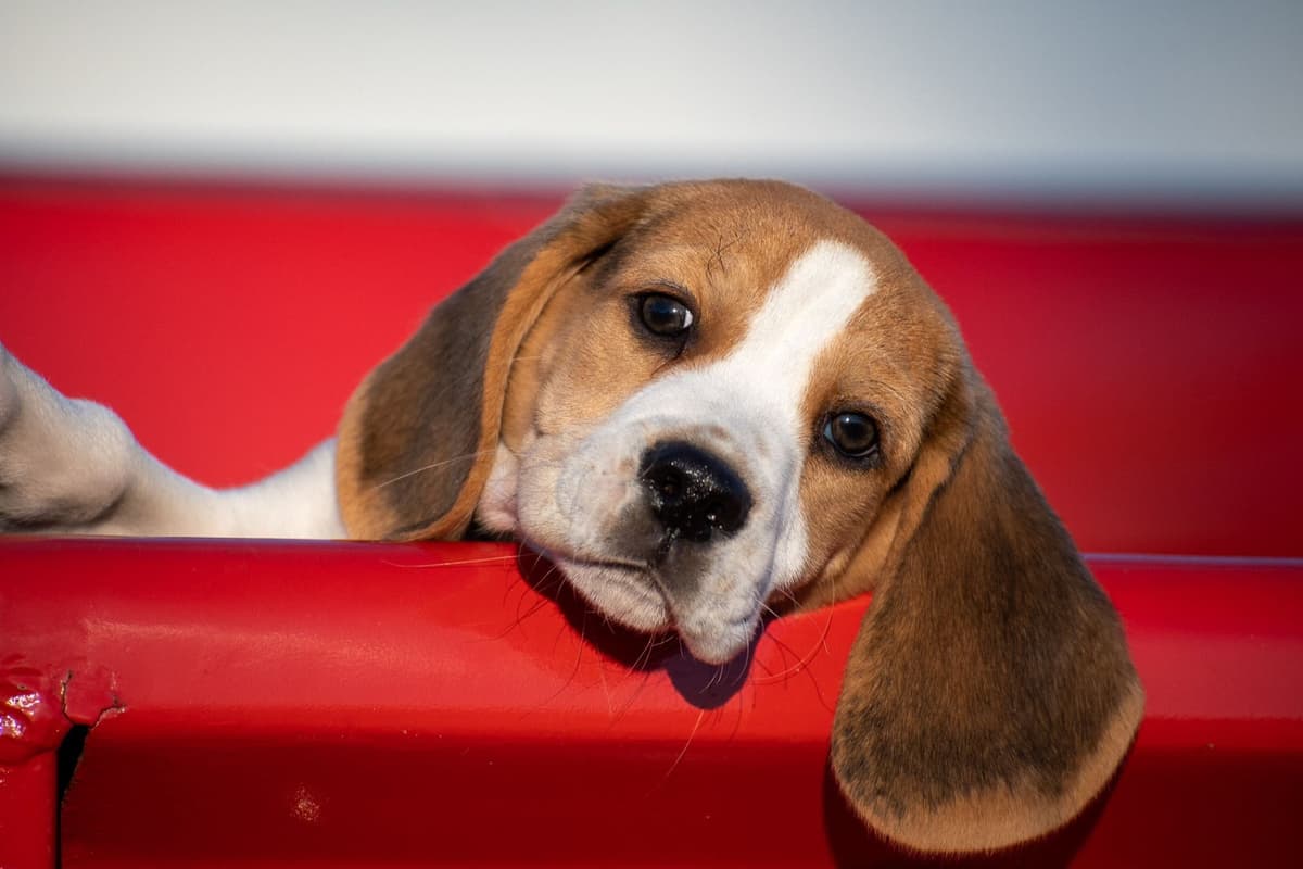 GCh. Cricket and GCh. Oakley Summer 2026 Litter breeder image 19