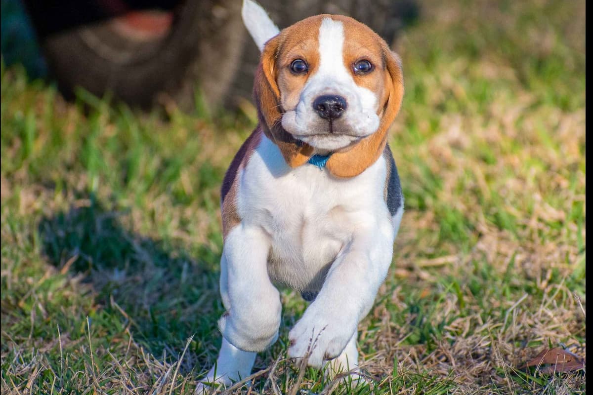 GCh. Cricket and GCh. Oakley Summer 2026 Litter breeder image 20
