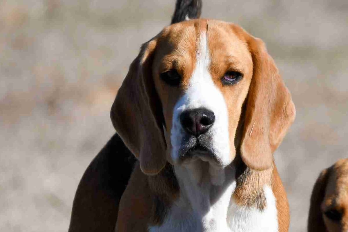 GCh. Cricket and GCh. Oakley Summer 2026 Litter breeder image 22