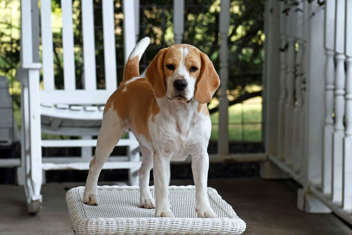 GCh. Cricket and GCh. Oakley Summer 2026 Litter breeder image 1