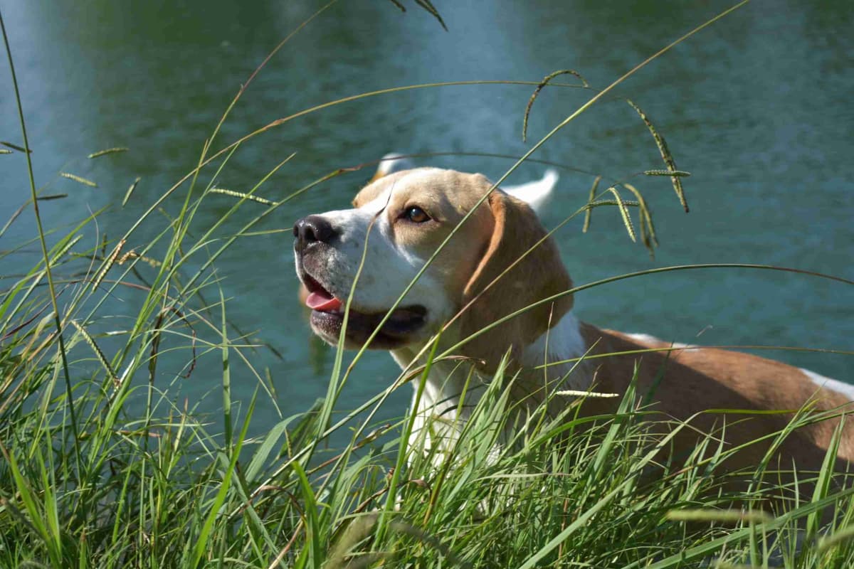 GCh. Cricket and GCh. Oakley Summer 2026 Litter breeder image 10