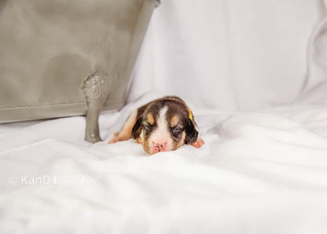 River X Keeper Final Litter! media 4