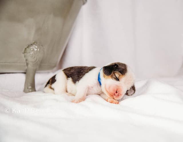 Corie & G. Ch. Oakley Final Litter!! media 5