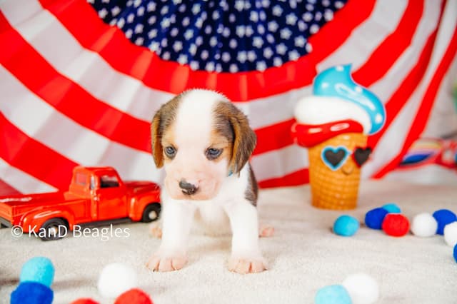 Corie & G. Ch. Oakley Final Litter!! media 3