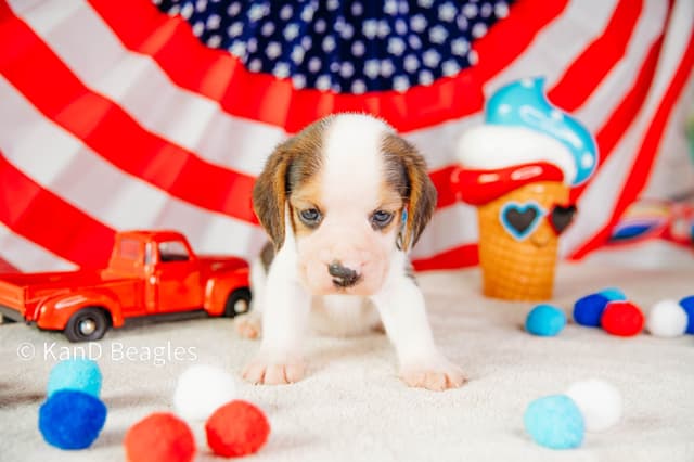 Corie & G. Ch. Oakley Final Litter!! media 4