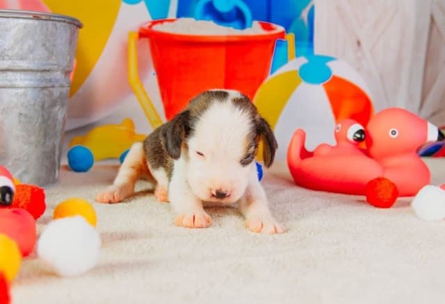 GCh. Cricket and GCh. Oakley Summer 2026 Litter media 2