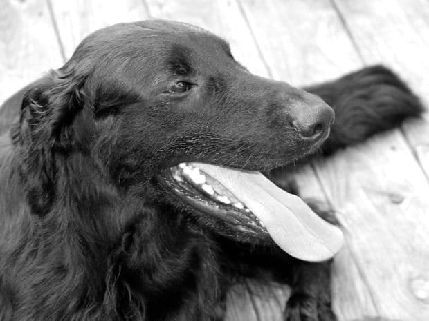 Flat-Coated Retriever Puppies breeder image 5