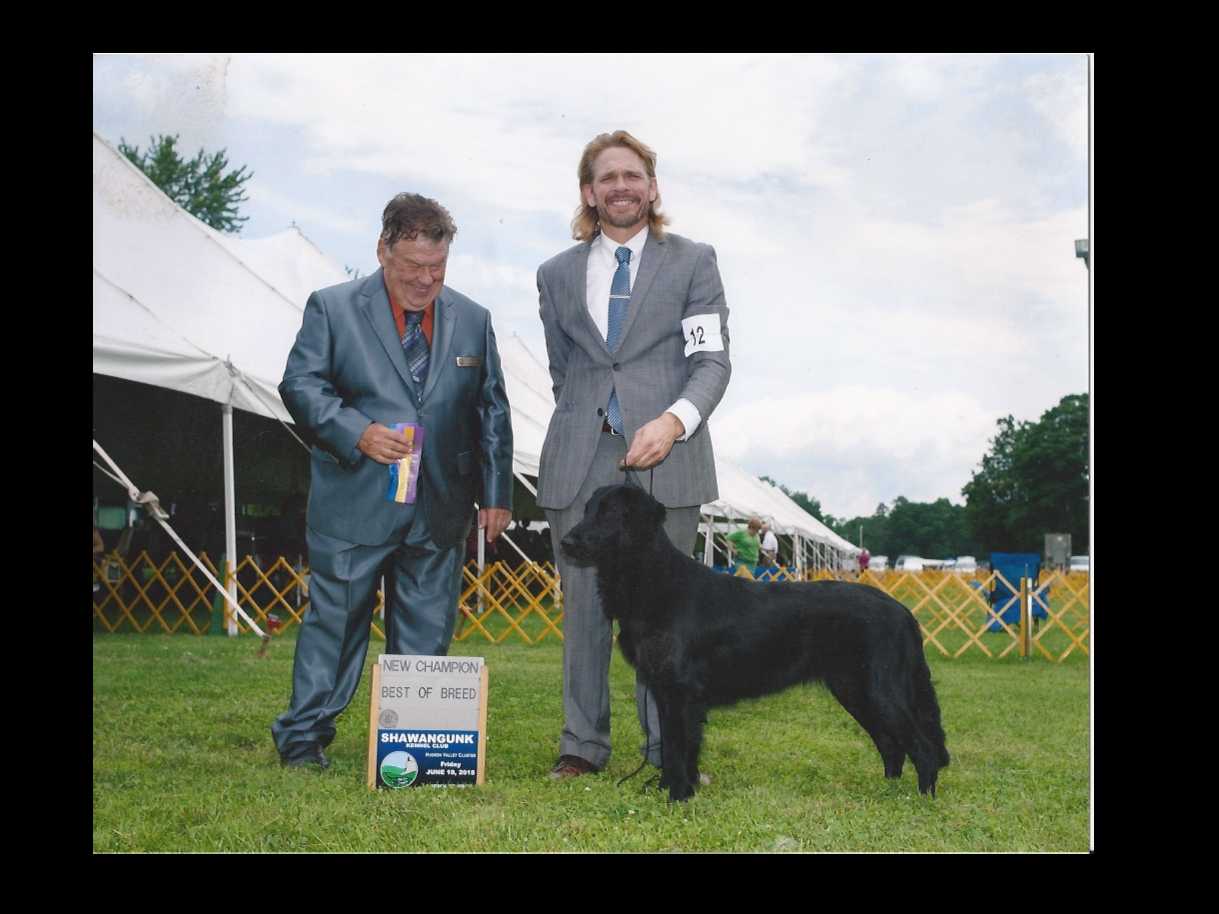 Flat-Coated Retriever Puppies breeder image 3