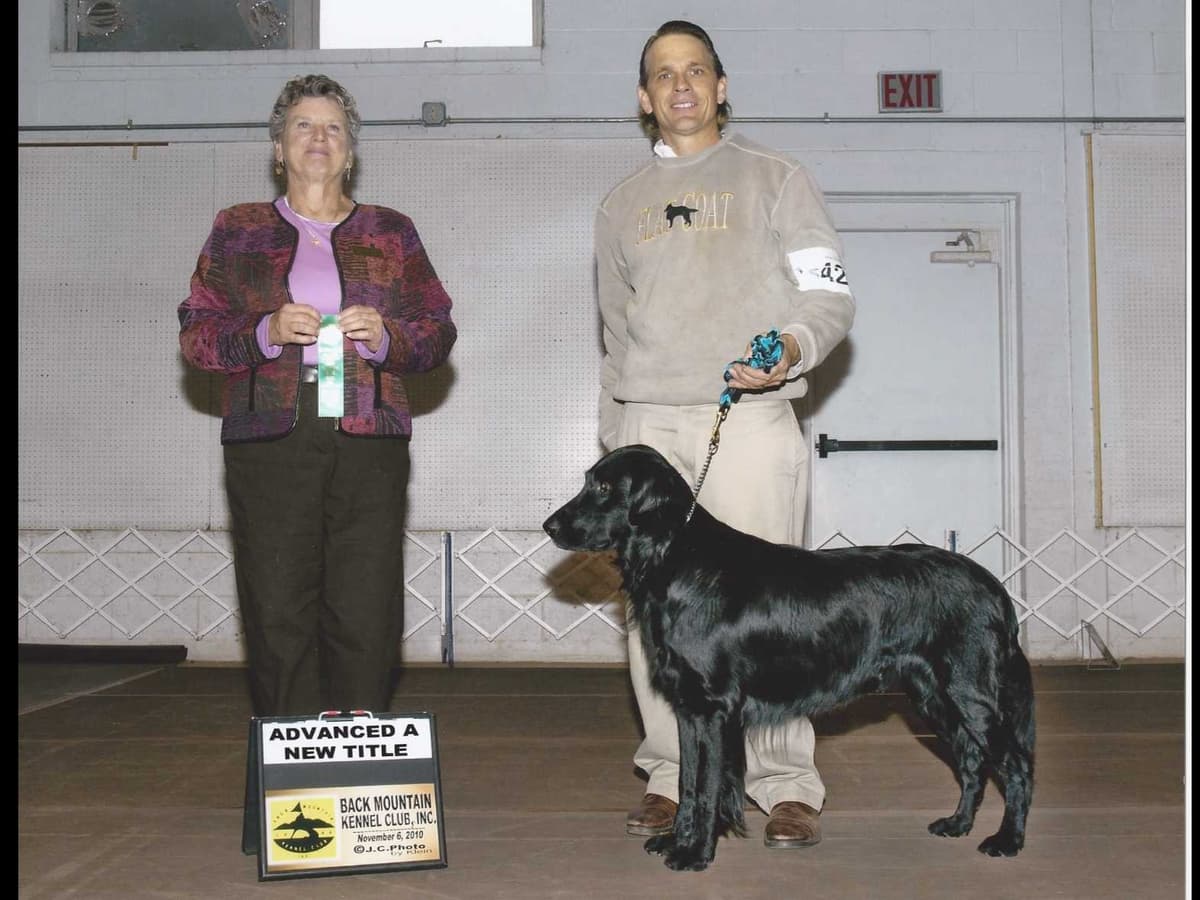 Flat-Coated Retriever Puppies breeder image 6