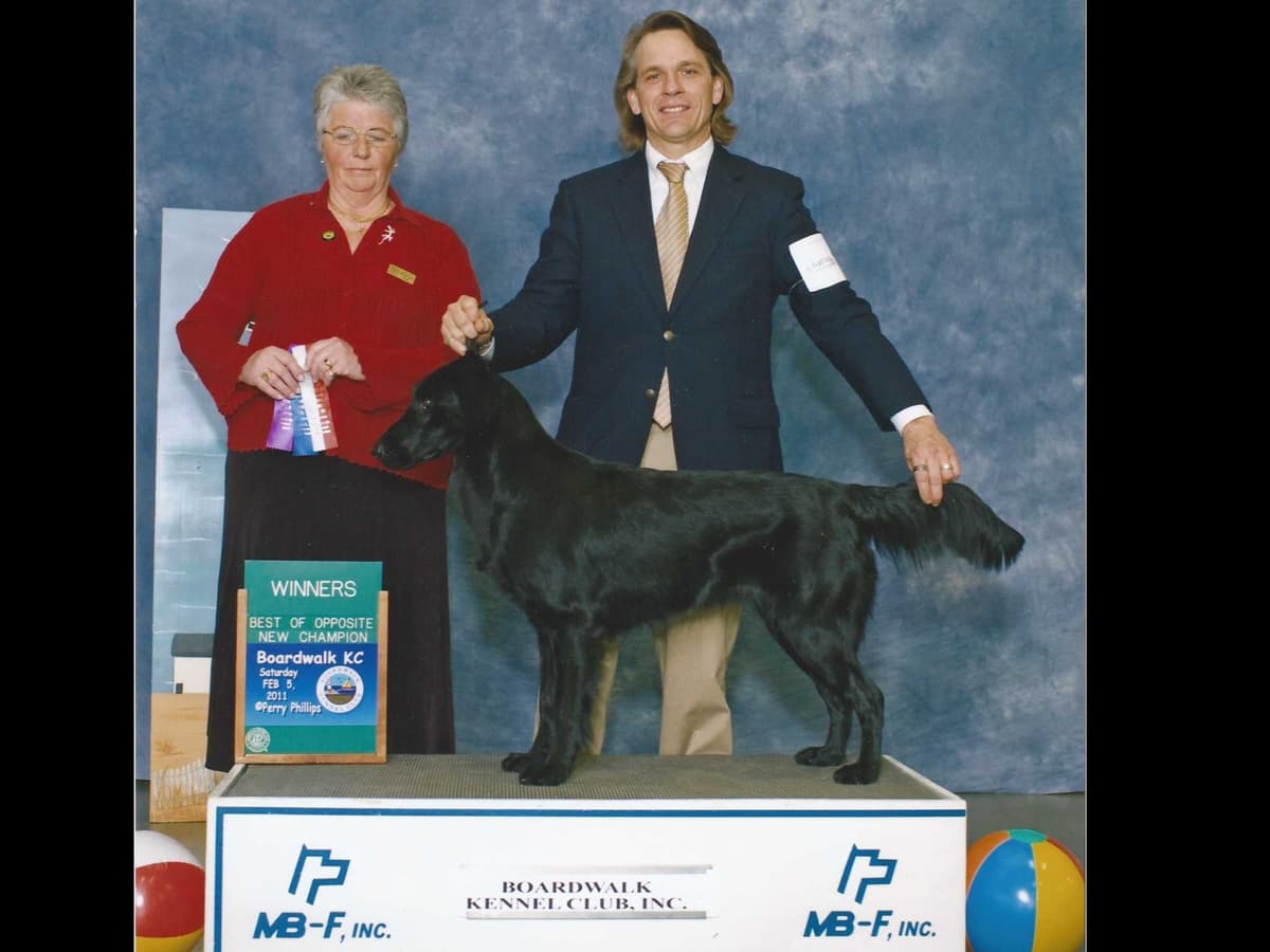 Flat-Coated Retriever Puppies breeder image 7