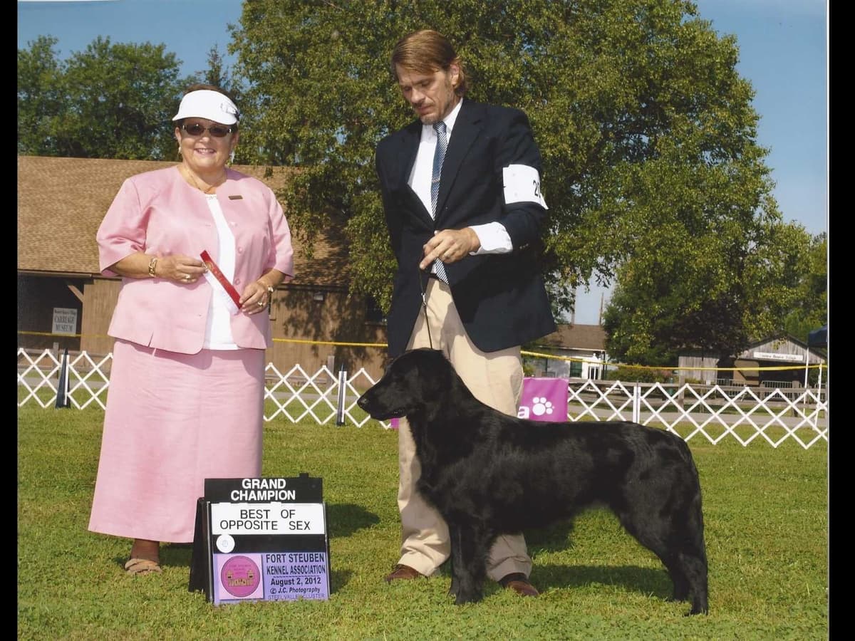 Flat-Coated Retriever Puppies breeder image 8