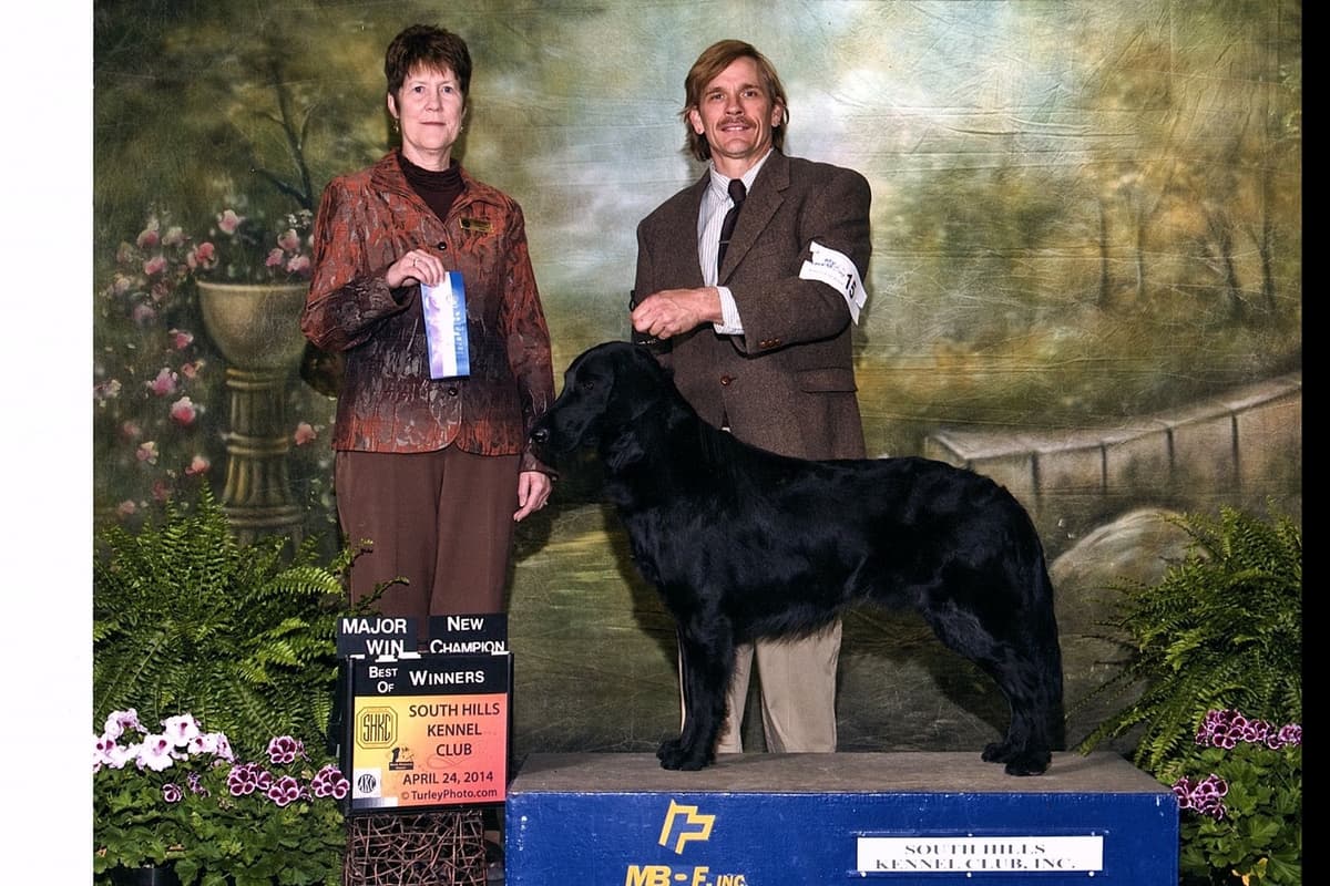 Flat-Coated Retriever Puppies breeder image 1