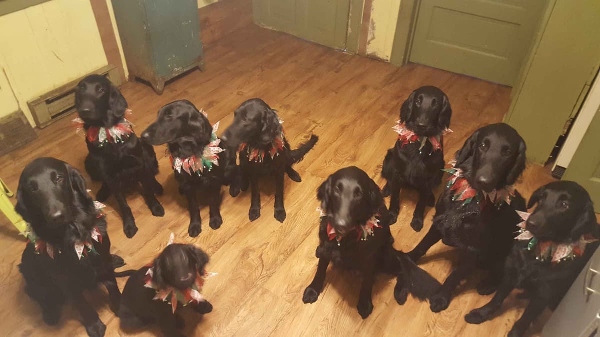 Flat-Coated Retriever Puppies breeder image 11