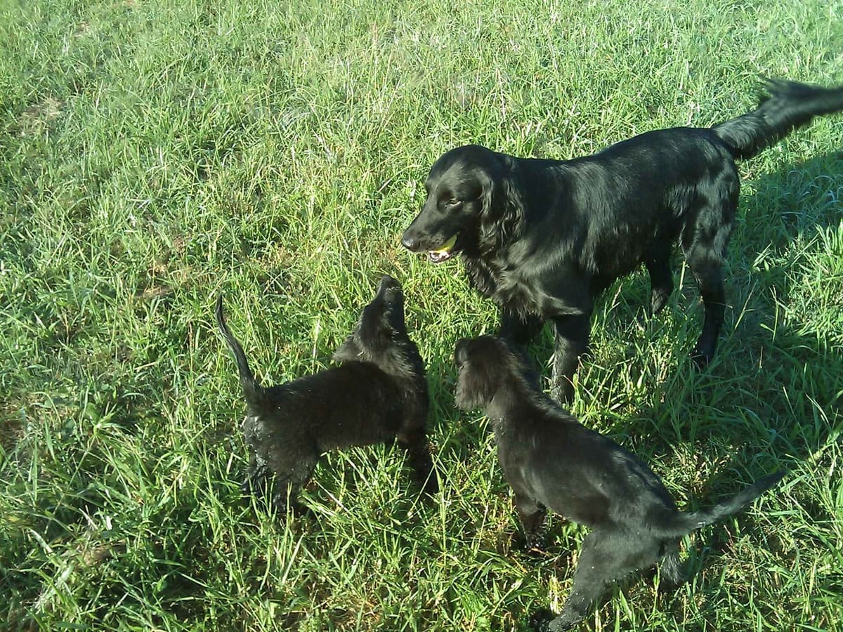 Flat-Coated Retriever Puppies breeder image 13