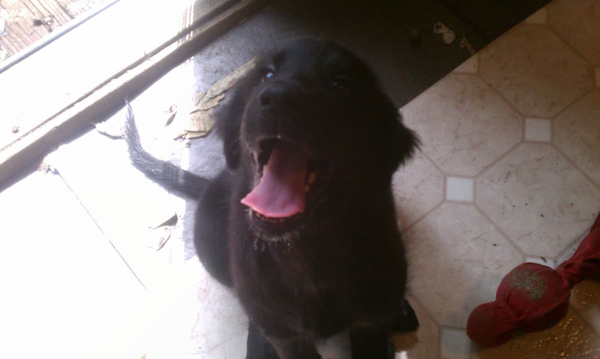 Flat-Coated Retriever Puppies breeder image 14