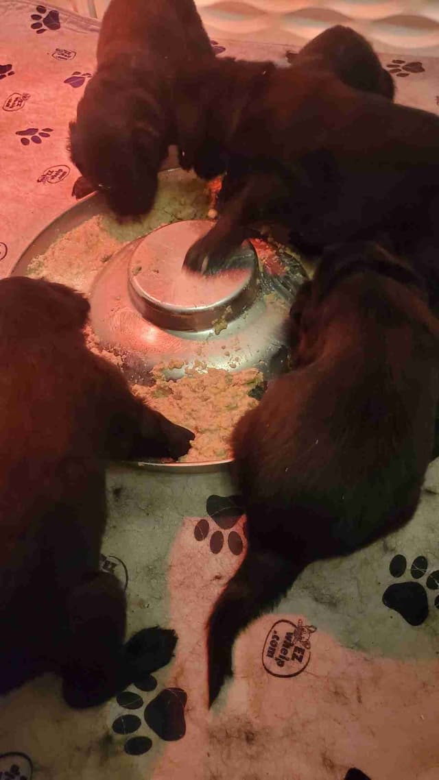 Flat-Coated Retriever Puppies media 2