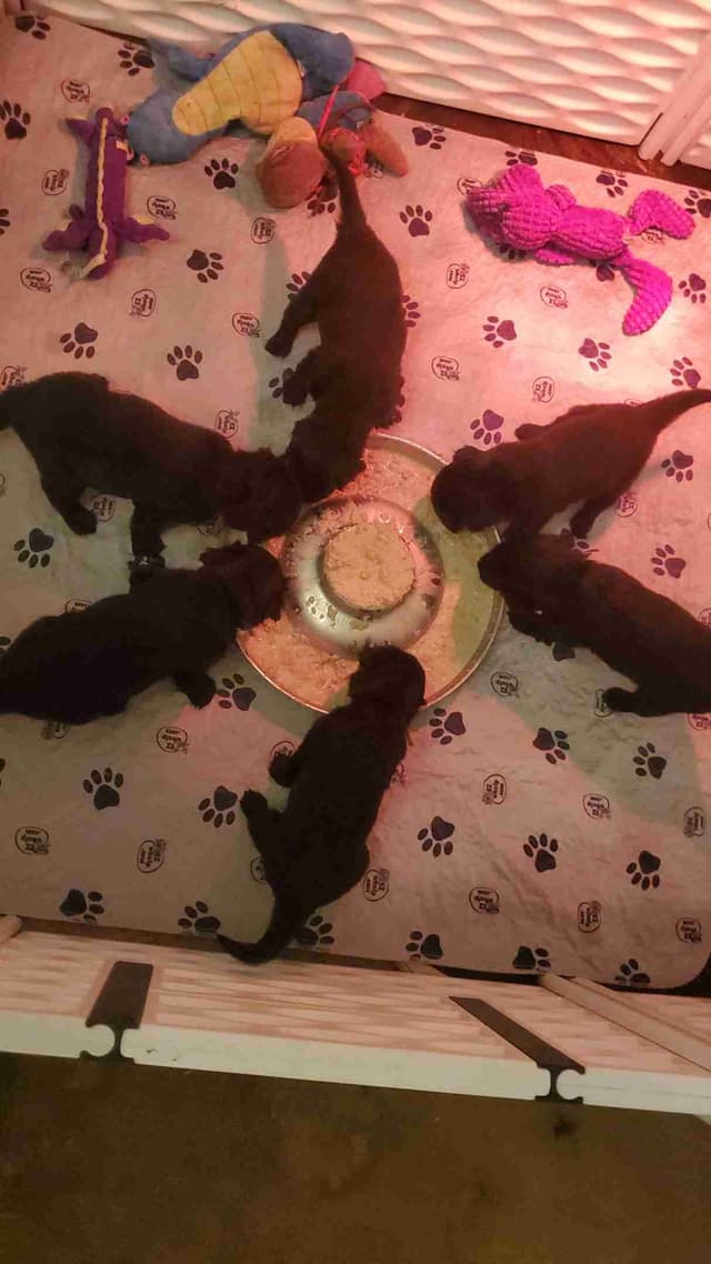 Flat-Coated Retriever Puppies media 3