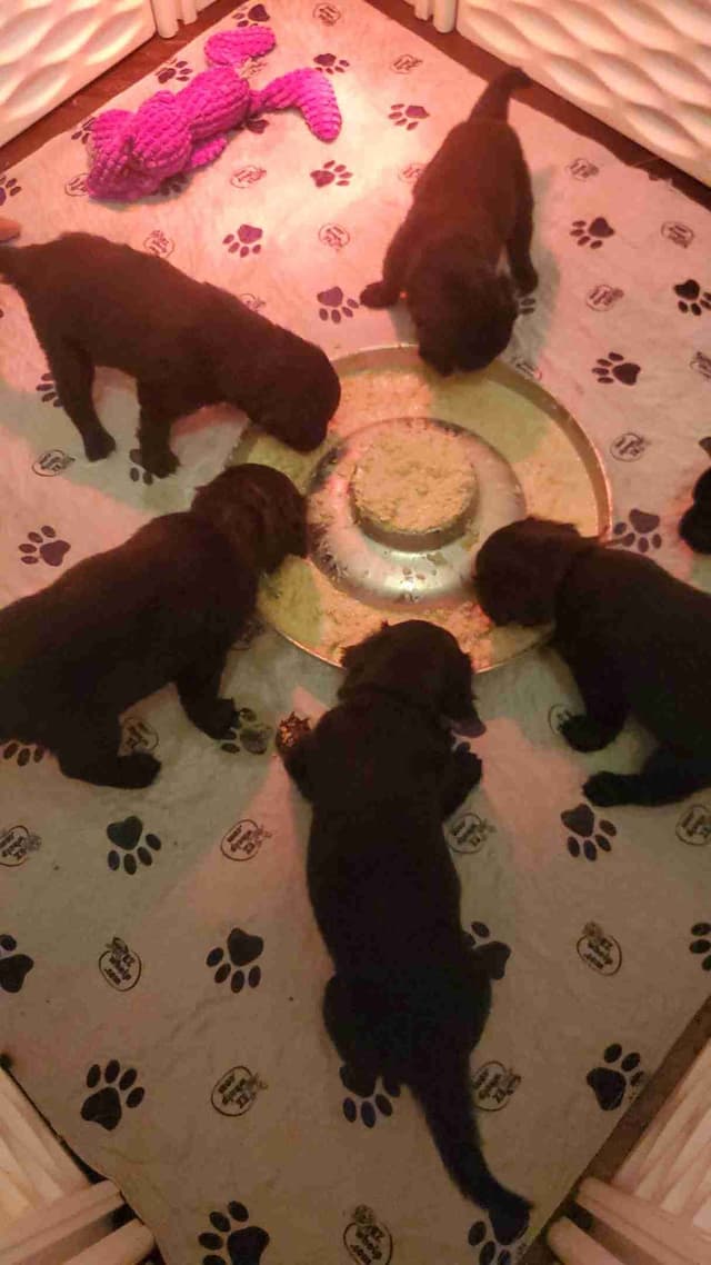 Flat-Coated Retriever Puppies media 5