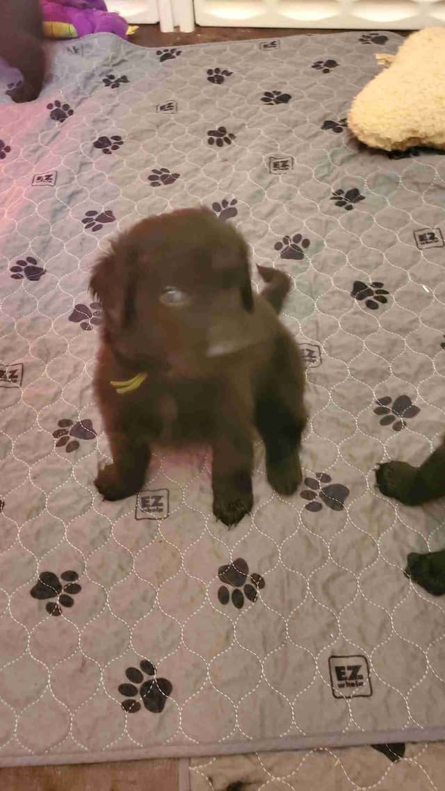 Flat-Coated Retriever Puppies media 6