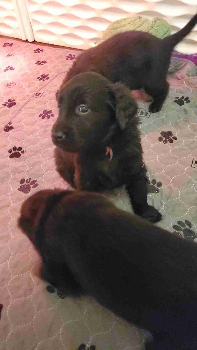 Flat-Coated Retriever Puppies media 8