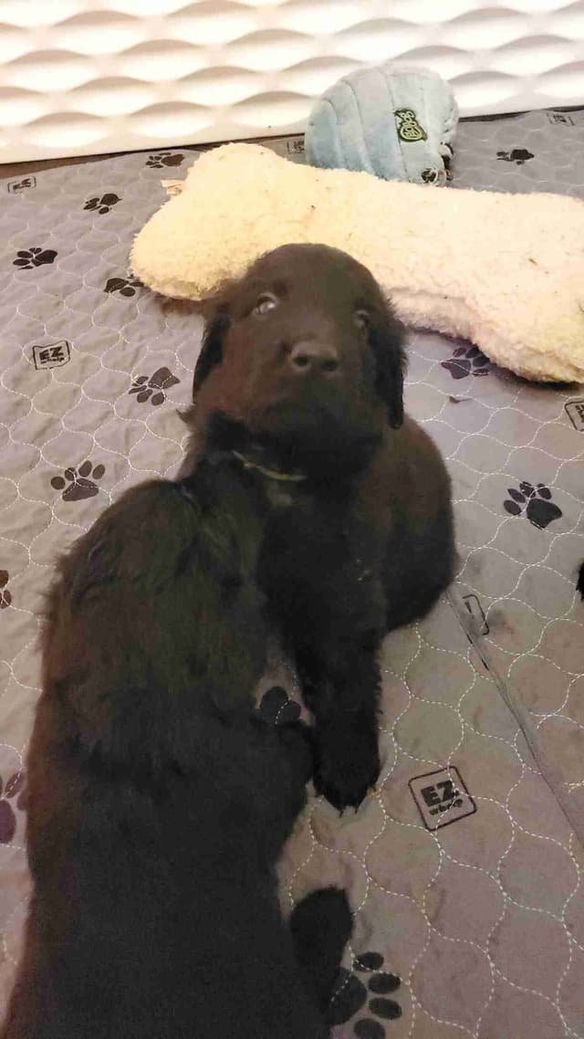 Flat-Coated Retriever Puppies media 9