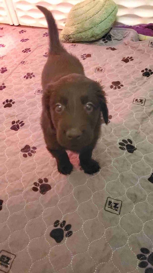 Flat-Coated Retriever Puppies media 10
