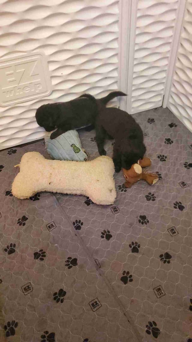 Flat-Coated Retriever Puppies media 12