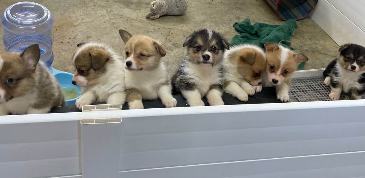 Pembroke Welsh Corgi Puppies breeder image 1