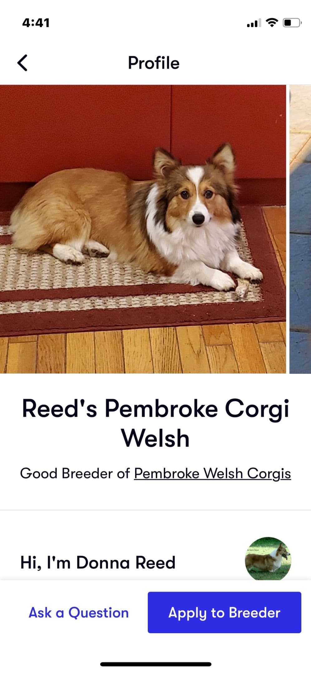Pembroke Welsh Corgi Puppies breeder image 3