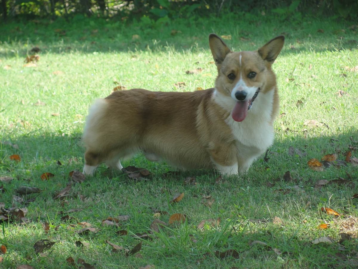 Pembroke Welsh Corgi Puppies breeder image 4