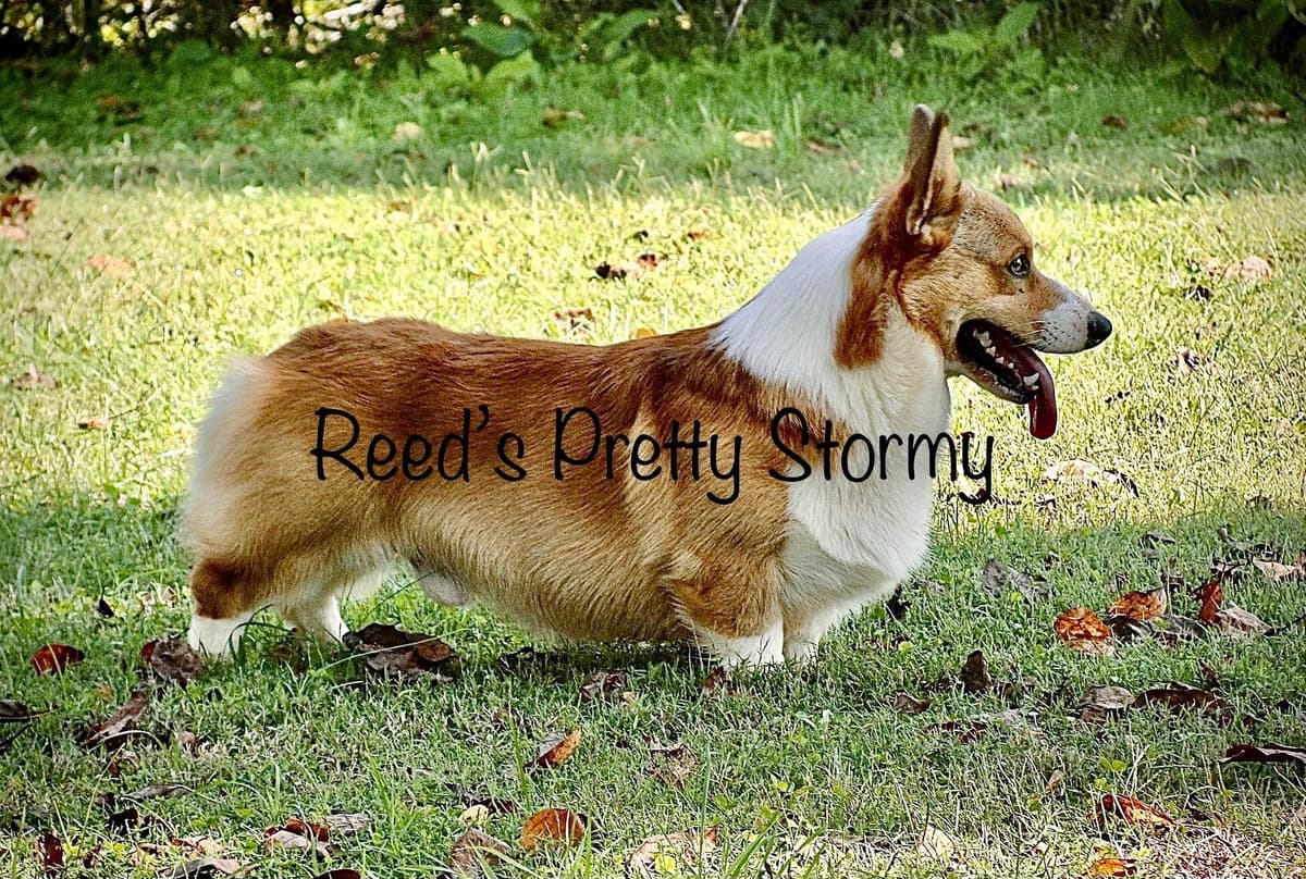 Pembroke Welsh Corgi Puppies breeder image 5