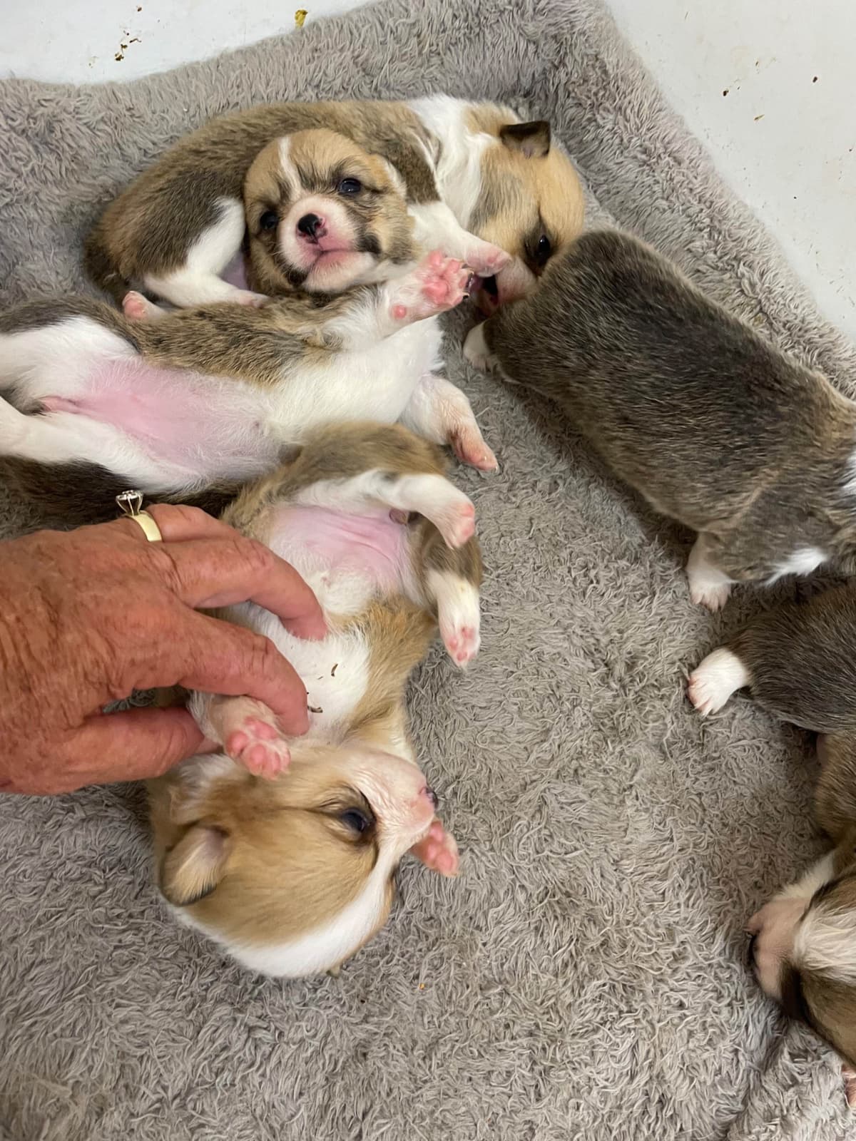 Pembroke Welsh Corgi Puppies breeder image 6