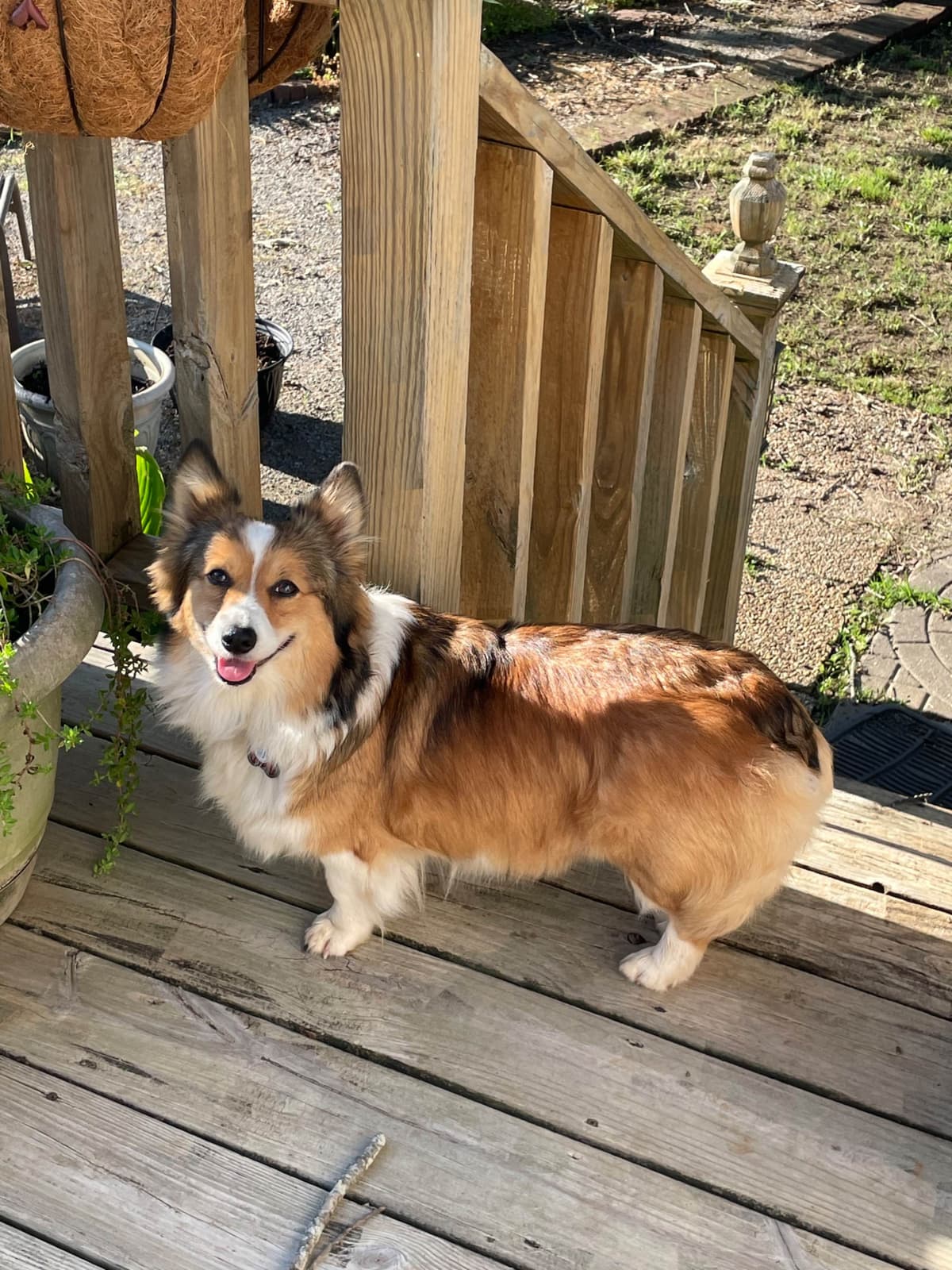 Pembroke Welsh Corgi Puppies breeder image 7
